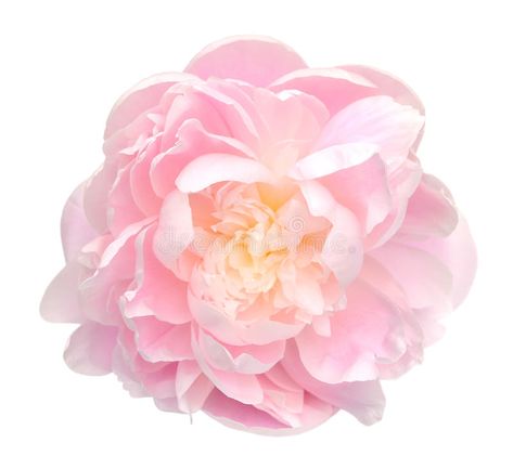 Peony Background, Pink Peony Flower, Flower Peony, Flower Stock, Plant Stem, Pink Peony, Brochure Design Template, Stock Photography Free, Peony Flower