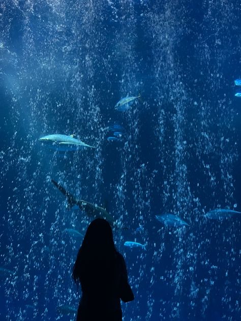 Blue Aquarium Aesthetic, Aquarium Aesthetic Wallpaper, Dark Aquarium, Monterey Aquarium, Baltimore Aquarium, Oceanography Marine Biology, Cool Sea Creatures, Aquarium Aesthetic, Aquarium Pictures