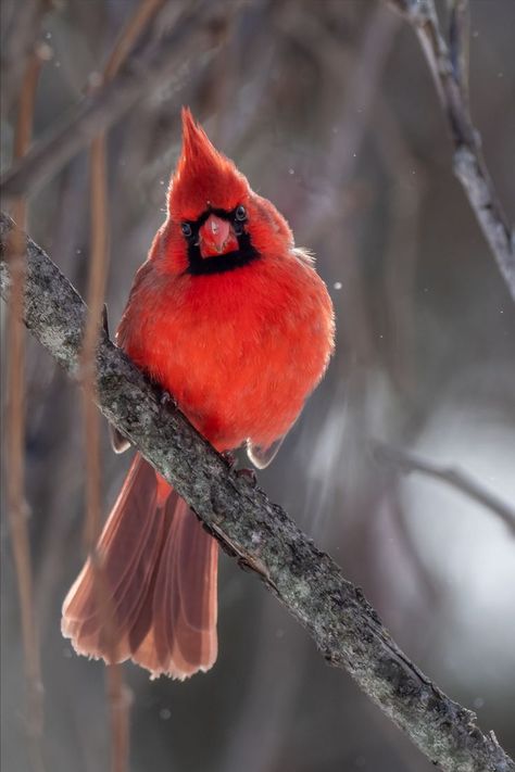 Cardinal Pictures, Cardinal Birds Art, What Is A Bird, Northern Cardinal, Most Beautiful Birds, Winter Images, Cardinal Birds, Bird Pictures, Pretty Birds