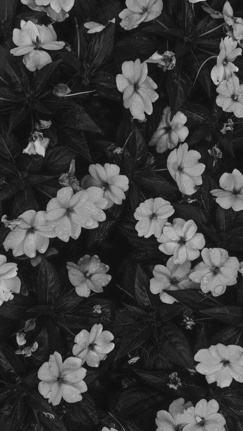 Ipad Wallpaper Aesthetic Landscape Black, Black Flower Background Aesthetic, Flower Aesthetic Black And White, Black Flowers Aesthetic Wallpaper, Black And White Aesthetic Flowers, Black And White Flowers Aesthetic, Dark Flower Aesthetic Wallpaper, Creepy Lockscreen, Creepy Wallpaper Aesthetic