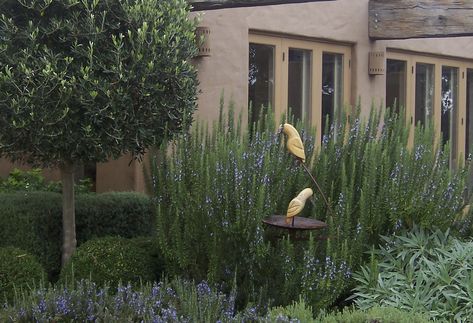 Tuscan Blue Rosemary, Growing Rosemary, Tuscan Garden, Rosemary Plant, Planting Shrubs, Rosemary Leaves, Patio Plants, Mediterranean Garden, Agaves