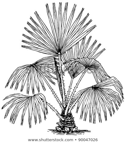 Sabal Palm Coloring Page Pages Sketch Coloring Page Palm Tree Sketch, Sabal Palm, Cabbage Tree, Palm Tree Drawing, Plant Sketches, Alice In Wonderland Drawings, Palm Tattoos, Leaf Stencil, Tree Sketches