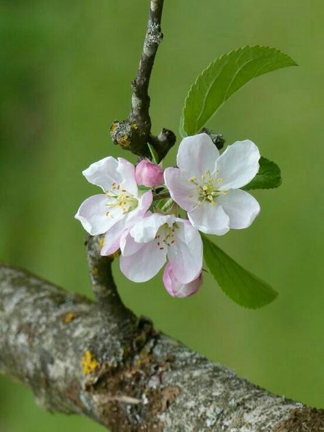 Apple Tree Blossoms, Pear Flower, Apple Blossom Flower, Tree Buds, Apple Flowers, Dogwood Blossoms, Apple Blossoms, Dry Pastel, Flower Bird