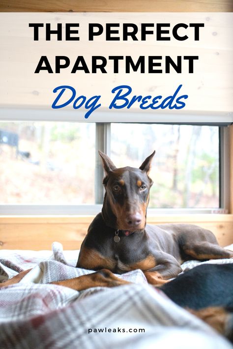 Dogs Apartment Living, Big Dog Small Apartment, Best Dogs For Apartments, Apartment Pet Ideas, Dog Apartment Hacks, Dog In Apartment, Dogs In Apartments, Dog Friendly Apartment, Dog Apartment Living