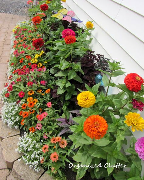 Zinnia Garden, Backyard Flowers Garden, Organized Clutter, Dahlias Garden, Backyard Flowers, Zinnia Flowers, Garden Wallpaper, Annual Flowers, Garden Tours