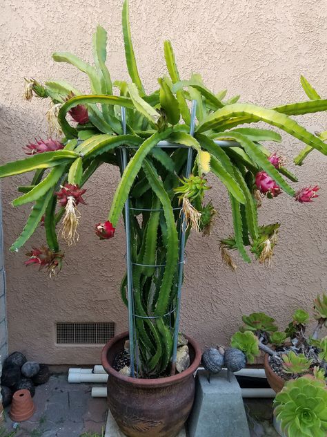 Dragon Fruit Plant, Fruit Plants, Image Types, Dragon Fruit, Indoor Garden, Original Image, Google Images, Potted Plants, Cactus