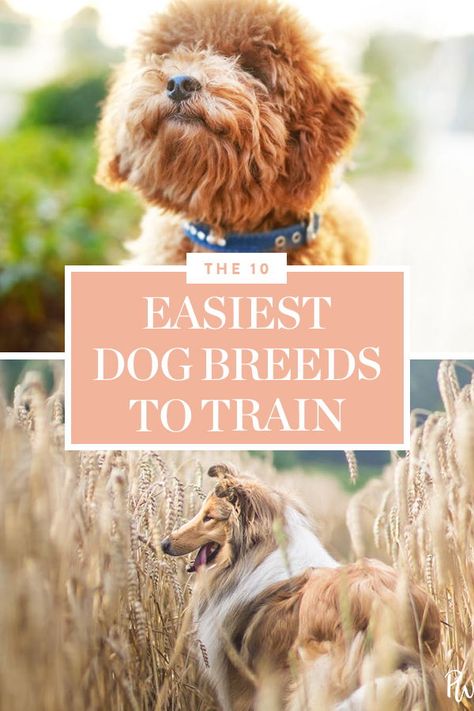 Well Trained Dogs, Funny Talking Dog, Train Puppy, Goldendoodle Grooming, Best Small Dogs, Teacup Poodle, Cavapoo Puppy, Doggie Treats, Easiest Dogs To Train