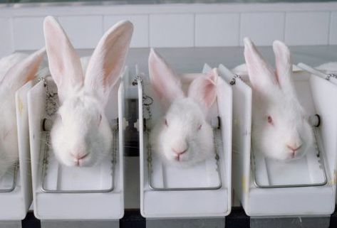 Nearly 10,000 rabbits were used in lab experiments in the UK in 2017. Beagle Rescue, Stop Animal Testing, Golden Retriever Rescue, Farm Sanctuary, Australia Animals, Animal Liberation, National Animal, Animal Nails, Cruelty Free Cosmetics