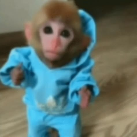 Monkey Reaction GIF - Monkey Reaction Confused - Discover & Share GIFs Monkey Gif, Reaction Gif, Animated Gif, Gif, Blue