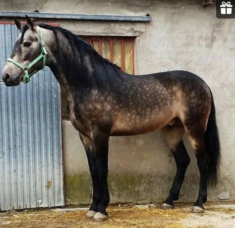 Buckskin Horse, Palomino Horse, Horse Coloring, Pretty Horses, Quarter Horse, Horse Rider, Horseback Riding, Beautiful Horses, Dressage