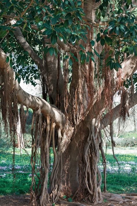 Growing a Banyan Tree - Gardening Know How Walkway Designs, Stone Pathways, Colorful Tiles, Number Wallpaper, Weird Trees, Walkway Design, Outdoor Walkway, Sacred Tree, Forest Path