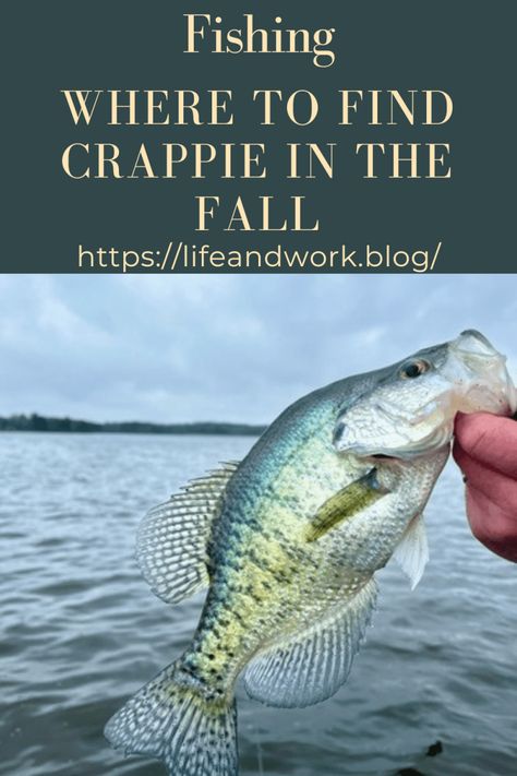 Fishing - Where to Find Crappie in the Fall Crappie Rigs, Easy Fishing Knots, Crappie Lures, Crappie Bait, Fly Fishing Knots, Ice Fishing Gear, Fish Types, Crappie Fishing Tips, Crappie Jigs