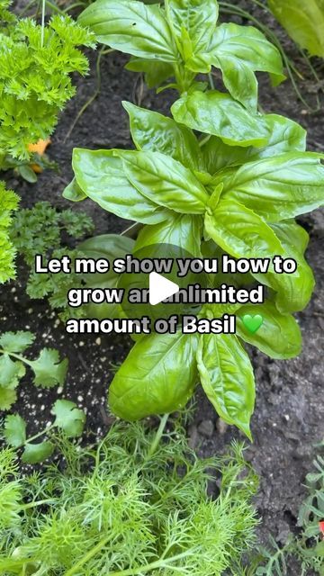 Grow Basil From Clippings, Basil Plant Care Outdoors, How To Propagate Basil, How To Grow Basil, Caring For Basil Plant, Basil Plant Care, Propagate Basil, Harvesting Basil, Ti Plant