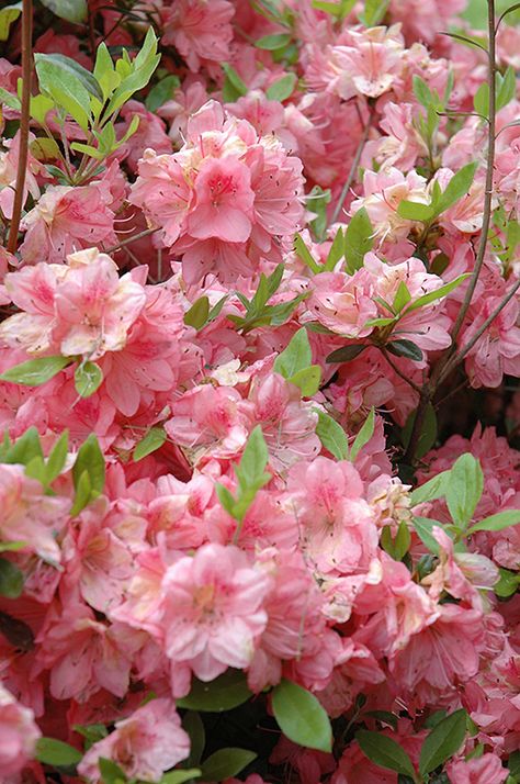 Blaauw's Pink Azalea (Rhododendron 'Blaauw's Pink') at Rutgers Landscape Rhododendron Aesthetic, Azalea Aesthetic, Pink Landscape, Landscape Nursery, Azalea Flower, Pink Azaleas, Pink Cloud, Grasses Garden, Pink Garden