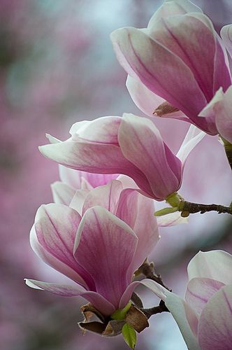 . Small Pink Flowers, Wallpaper Macbook, Beautiful Pink Flowers, Magnolia Trees, Flower Names, Magnolia Flower, Pretty Plants, Flowers Perennials, Fairy Art