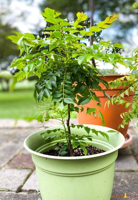 Aromatic Curry Leaves - How to Buy, Use & Store? - Piping Pot Curry Curry Leaves Plant, Grow Turmeric, Curry Leaf Plant, Plant Tattoos, Wallpaper Plant, Curry Leaf, Aesthetic Plant, Tattoo Plant, Plant Tattoo