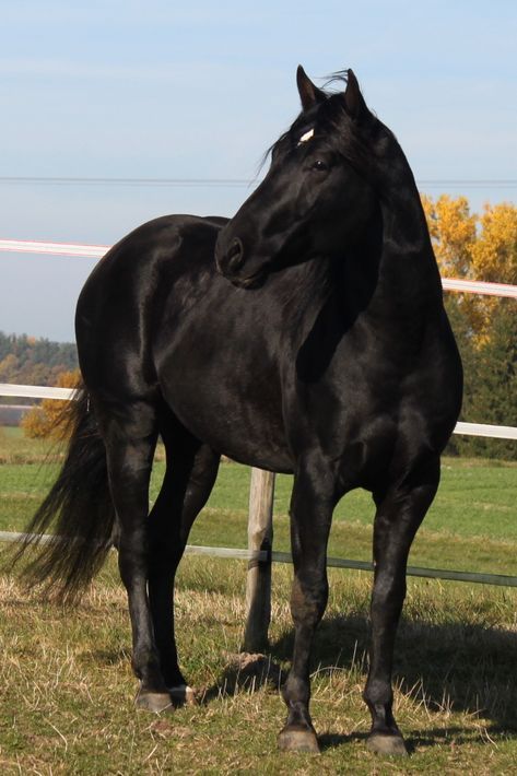 Black Quarter Horse, Funny Horse Pictures, Horse Inspiration, Mustang Horse, Horse Boarding, American Quarter Horse, Horse Aesthetic, Black Horses, Baby Horses