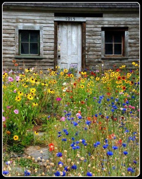 This is seriously what my front yard will look like one day.   No Mow Cottage | Content in a Cottage Meadow Garden, Wallpaper Cantik, Front Lawn, Have Inspiration, Wildflower Garden, Meadow Flowers, Beautiful Flowers Garden, Green Life, Garden Cottage