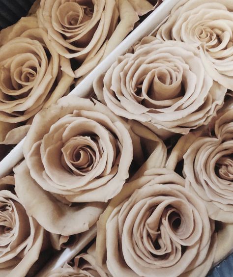 Tan Roses Aesthetic, Beige Roses Bouquet, Toffee Wedding, Tan Roses, Toffee Rose, Toffee Roses, Brown Roses, Beige Roses, Sahara Rose