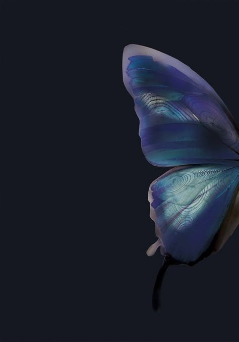 Butterfly Background, Blue Butterfly, Blue