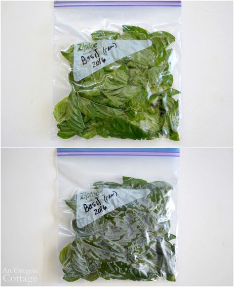 Freezing Basil Leaves-unblanched raw in a bag #organicgardening #caprese #whomovedmycoconutoil #performancenutrition #agardensharvest Storing Basil, Preserving Basil, Freezing Fresh Herbs, Preserve Fresh Herbs, Freezing Vegetables, Dried Basil Leaves, Freezing Herbs, Preserving Herbs, Basil Recipes