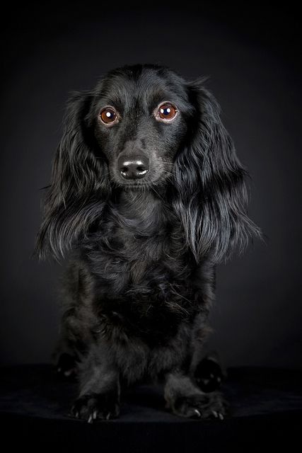 Ras Anjing, Dachshund Puppy Funny, Dachshund Puppy Training, Dachshund Puppy Long Haired, Dog Expressions, Dachshund Breed, Black Dachshund, Dachshund Funny, Dachshund Puppy Miniature