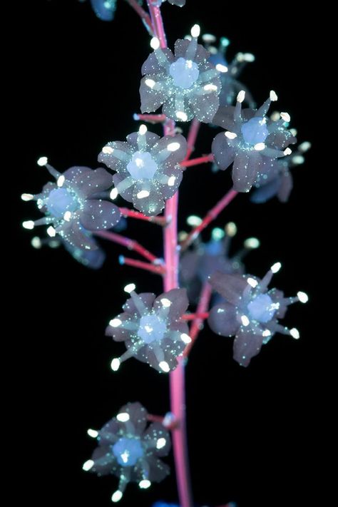 Photographer Craig P. Burrows Captures Intensely Beautiful Flowers Under Ultraviolet Lights Ultraviolet Flowers, Ultraviolet Photography, Fluorescent Flowers, Glowing Garden, Magical Plants, Glowing Flowers, Plant Fungus, Asparagus Fern, Ultraviolet Light