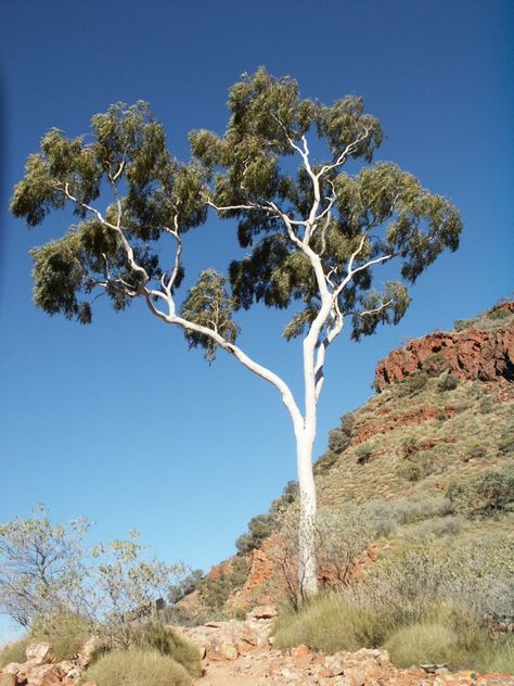 Australian Trees, Eucalyptus Tree, Australian Travel, Aspen Trees, Plant Painting, White Tree, Tree Drawing, Photo Tree, Landscape Pictures