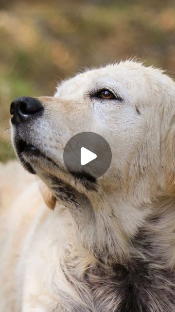 Sniff Stories |Pet Photography & Videography on Instagram: "🐶❤️ #petloss #petsofinstagram 
.
.
.
@sniff_stories.petphotography

[Explore, Dogs, Pets, Pet loss, grief, Dogs, Pet photographer, Dog photoshoot, Animal lovers, Rainbow bridge]
#pets #explore #explorepage #dogsofinstagram #grief #petlosssupport #pets #petparents #heartwarming #animals #petphotography #dogs #trendingreels #doggo #animalovers #reels #reelsinstagram #reelitfeelit #dogreelsofinstagram" Pet Instagram, Dog Photoshoot, Instagram Reel, Pet Photographer, Pet Photography, Pet Loss, Photography And Videography, Animal Lovers, Animal Photography