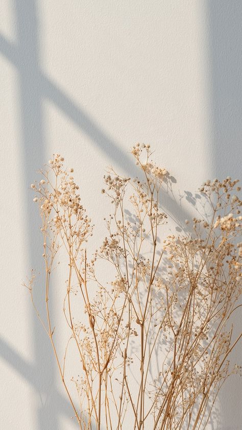 Beige Minimalist Wallpaper, Iphone Wallpaper Minimal, Baby Breath Flower, Dried Gypsophila, Window Shadow, Beige Minimalist, Baby Breath, Minimalist Wallpaper, Aesthetic Iphone