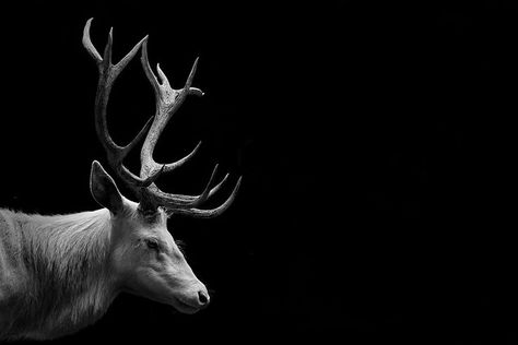 Deer | Jojanne | Flickr Deer Wallpaper, Vision Quest, Stag Deer, White Deer, Diamond Paint, Painting Subjects, Black Animals, Black And White Portraits, Amazing Animals