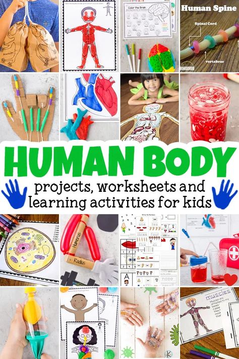 Body Unit Kindergarten, Learning The Body Preschool, All About Me Science Experiments, Body Systems Stem Activities, Human Organ System Project, How Our Body Works Preschool, All About The Body Activities, Human Body Preschool Activities Science Experiments, 2nd Grade Human Body Activities