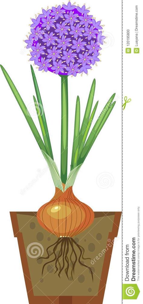 Flowering Ornamental Onion Bulb With Green Leaves In Pot On White Background Stock Vector - Illustration of plant, isolated: 120195800 Ornamental Onion, Onion Flower, Wild Onions, Onion Bulbs, Planting Onions, Drawing Board, Background Illustration, Flower Illustration, Flower Drawing