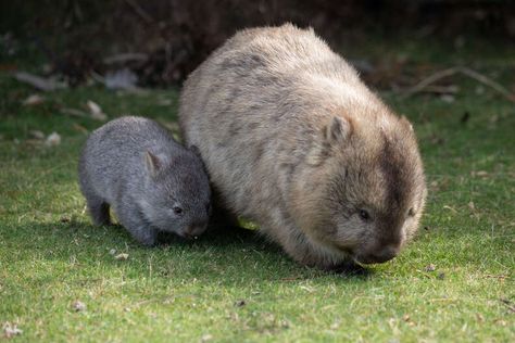 Hanson Young, Baby Wombat, Dog Wellness, Rear End, Cat Travel, Photo B, Animal Stories, Family Moments, Wildlife Animals