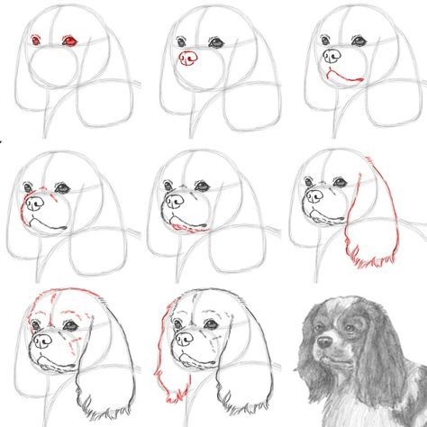 How to draw a Cavalier King Charles Spaniel dog #cavalierkingcharles #spaniels #dogdrawings #animaldrawings Drawing Cavalier King Charles Spaniel, Cavalier King Charles Spaniel Drawing Easy, How To Draw Cavalier King Charles, How To Draw Puppies, Draw Dog Step By Step, How To Draw Dog, How To Draw A Dog, King Charles Spaniel Drawing, Cavalier King Charles Spaniel Drawing