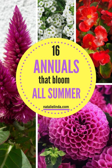 These 16 Annuals are perfect for adding blooms in your garden from June to frost! Most are low-maintenance and easy to care for once you know what they need to thrive! #annuals #Summergarden #gardenideas Annual Flower Beds, Furniture Top View, Gardening Basics, Annual Garden, Cottage Garden Design, Cut Flower Garden, Low Maintenance Garden, Annual Flowers, Beautiful Flowers Garden