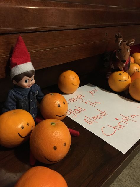 Eve the Elf - “Orange you glad it’s almost Christmas” Elf With Oranges, Elf On The Shelf Oranges, Elf Christmas Eve, Elf Idea, Elf Shenanigans, Elf Ideas Easy, Almost Christmas, Awesome Elf On The Shelf Ideas, Elf Activities