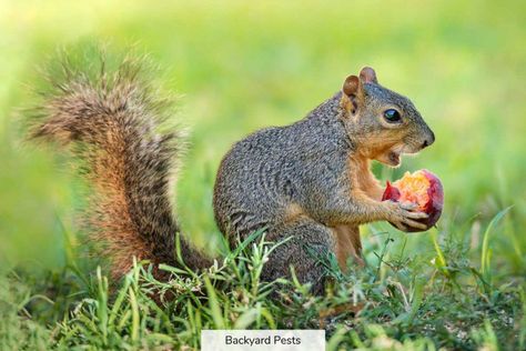 Planting Bulbs In Fall, Baby Squirrel Care, What Do Squirrels Eat, Get Rid Of Squirrels, Cherry Seeds, Squirrel Food, Young Rabbit, Squirrel Feeder, List Of Foods