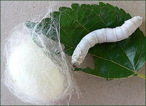 A silkworm, a cocoon, and a mulberry leaf (Photo: Eva Nieminen - Flickr) Expensive Fabrics, Butterfly Pupa, Silk Worm, Silkworm Cocoon, Leaf Photo, The Giant Peach, Mulberry Leaf, Silk Art, Silk Road