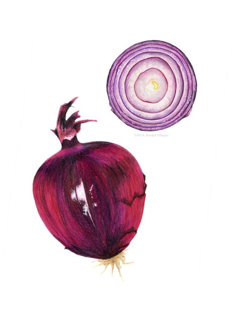 And stunning veggies. | These Stunning Food Illustrations Look Good Enough To Eat Scientific Botanical Illustration, Botany Aesthetic, Onion Art, Botanical Illustration Black And White, Herbs Illustration, Botany Illustration, Tulip Drawing, Vegetable Illustration, Line Art Flowers