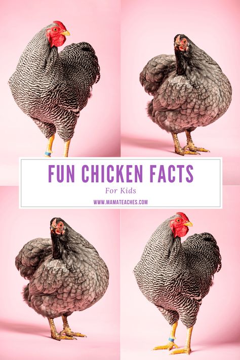 Chicken Games For Kids, Chicken Activities For Kids, Facts About Chickens, Barnyard Chickens, Fun Science Facts, Homestead Tips, Egg Facts, Chicken Birthday, Chicken Facts