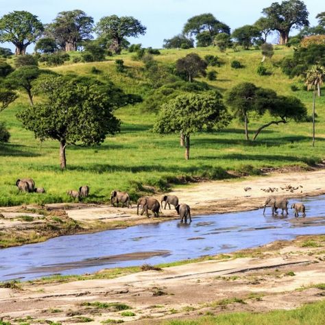 10 Best Safari Parks To Visit In Africa - TravelAwaits Best Countries To Visit, Zambezi River, The Great Migration, Tanzania Safari, Serengeti National Park, Cross River, Safari Park, Countries To Visit, Les Cascades