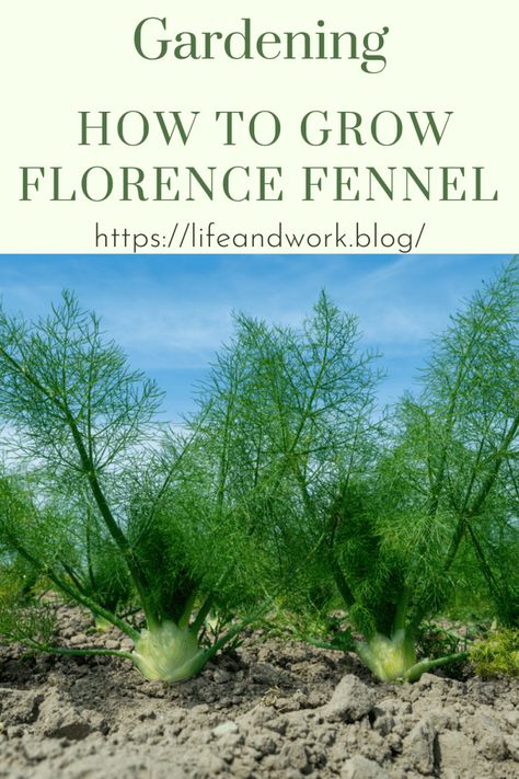 How to Grow Florence Fennel Attracting Beneficial Insects, Soil Ph, Magical Garden, Beneficial Insects, Fennel Seeds, Companion Planting, Fennel, Herb Garden, Garden And Yard