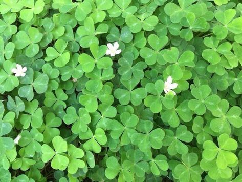 Newt Aesthetic, Clover Background, Cutesy Aesthetic, Collage Backgrounds, Dumping Ground, Eternal Summer, Resting Place, Aesthetic Pics, Lucky Clover