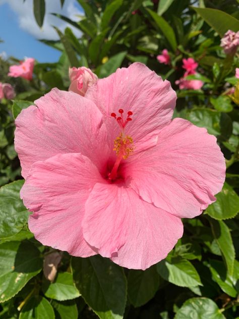 Flowers Garden Ideas, Grow Gorgeous, Gardening Inspiration, Hibiscus Plant, Nothing But Flowers, Flower Therapy, Beautiful Bouquet Of Flowers, Garden Oasis, Hawaiian Flowers