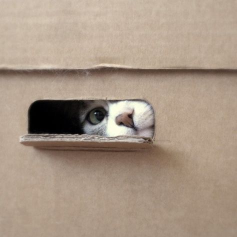 This cat is a highly respected door man who will be needing to know the password before you even think about entering. | 17 Cats Living Their Dream Lives In Boxes Schrödinger's Cat, Cat Box, Beltane, Cat Facts, All About Cats, Cat Photo, Cat Love, Cool Cats, Cat Art