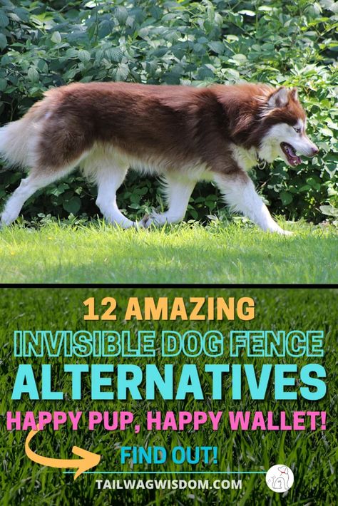 Best 12 Alternatives to Invisible Dog Fences - Tail Wag Wisdom Fence Alternatives, Pet Friendly Backyard, Fences Alternative, Diy Dog Fence, Invisible Fence, Dog Yard, Pet Fence, Dog Playpen, Dog Fence