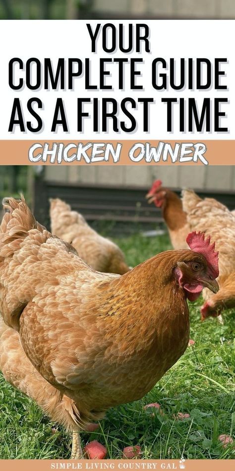 Starting a backyard coop? This guide for first-time chicken owners covers everything you need. Learn what to have before bringing hens home, what to expect in the first days, and essential tips. Raising chickens is rewarding; our list ensures you're prepared for success. 1st Time Chicken Owner, Chicken Care 101, Backyard Hens, Chickens 101, Chicken Raising, Backyard Coop, Chicken Roost, Chicken Flock, Raising Chicks