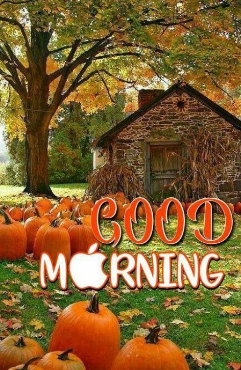 Good Morning Fall Coffee, Good Morning Fall, Good Morning Animals, Morning Gifs, Inspirational Scriptures, Good Morning Smiley, Lovely Good Morning Images, Love Good Morning Quotes, Morning Cat