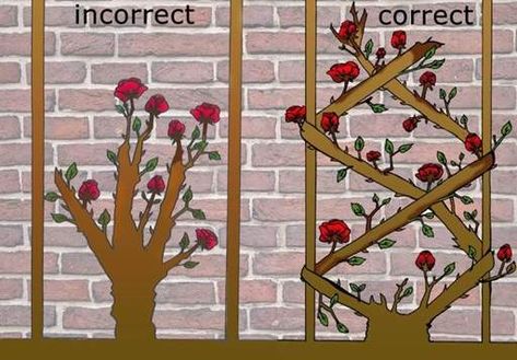 Climbing Roses Around Windows, Climbing Roses On Porch, Climbing Roses Retaining Wall, Climbing Rose Obelisk, Don Juan Rose Climbing, Climbing Roses Balcony, Training Climbing Roses Trellis, Clematis And Climbing Roses Together, Climbing Rose Front Of House